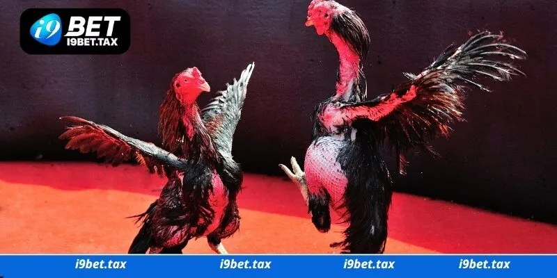 Bỏ túi mẹo chơi cá cược đá gà I9bet hiệu quả