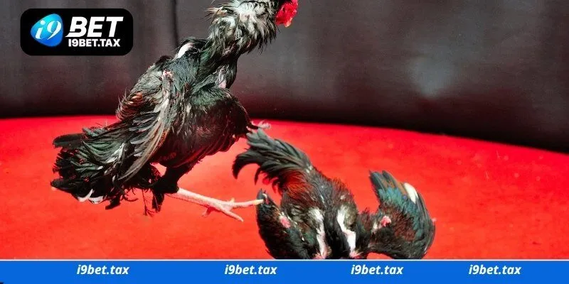 Thông tin về đá gà I9bet là gì?